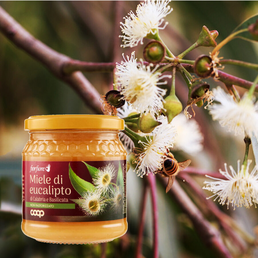 Eucalyptus honey and flowers